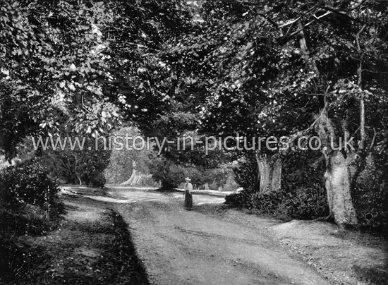 The Forest, Burnham Beeches, Buckinghamshire. c.1890's